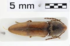 Foto (Dorsalansicht) von Physorhinus cruciatus (NHMW-ZOO-COL-0011115)